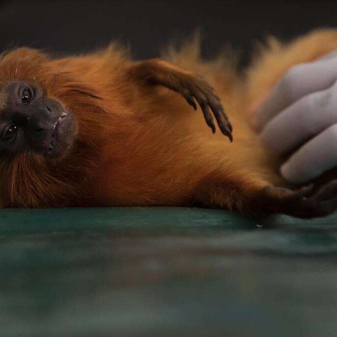 Race to vaccinate rare wild monkeys gives hope for survival